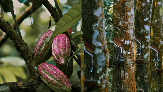 Photos by Isuru Ranasinha on Unsplash. Left photo of cacao tree, right photo of rubber tree